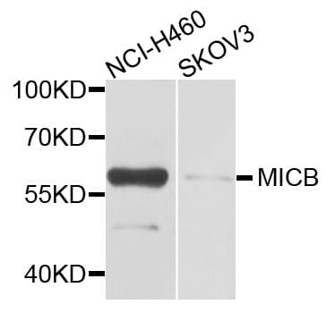 MICB Antibody