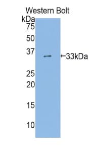 AHR Antibody (aa128-399, APC)