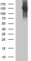 CD45 / LCA Antibody (clone OTI1B6)