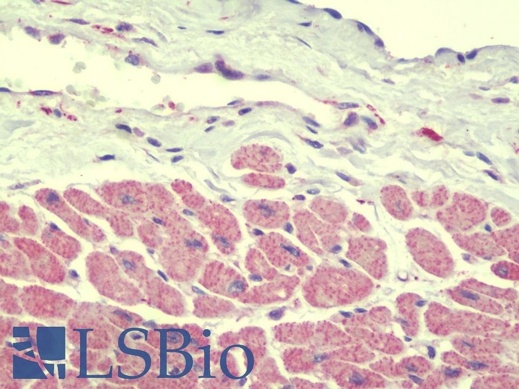 IHC-plus™ SPRYD5 Antibody