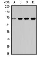 MSN / Moesin Antibody