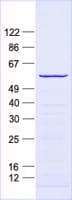 Human ZNF500 Protein (Recombinant His, N-Terminal)