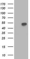 BECN1 / Beclin-1 Antibody (clone OTI4A10)