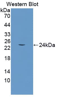 CR6 / GADD45G Antibody (aa1-159, APC)