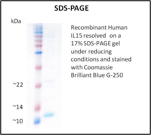 Human IL15 Protein (Recombinant)