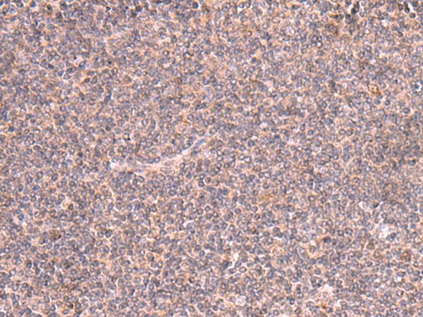 MRPS24 Antibody