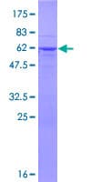Human RFPL1 Protein (Recombinant GST)