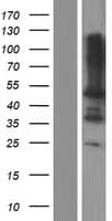 Human LPXN / Leupaxin Protein (Over-Expression Lysate Myc-DDK (Flag))