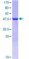 Human GSTP1 / GST Pi Protein (Recombinant GST)