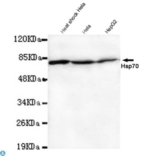HSP70 / Heat Shock Protein 70 Antibody