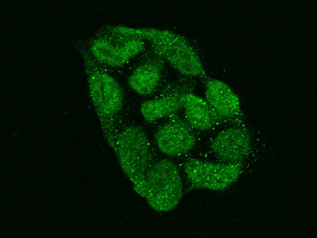 ZNF576 Antibody