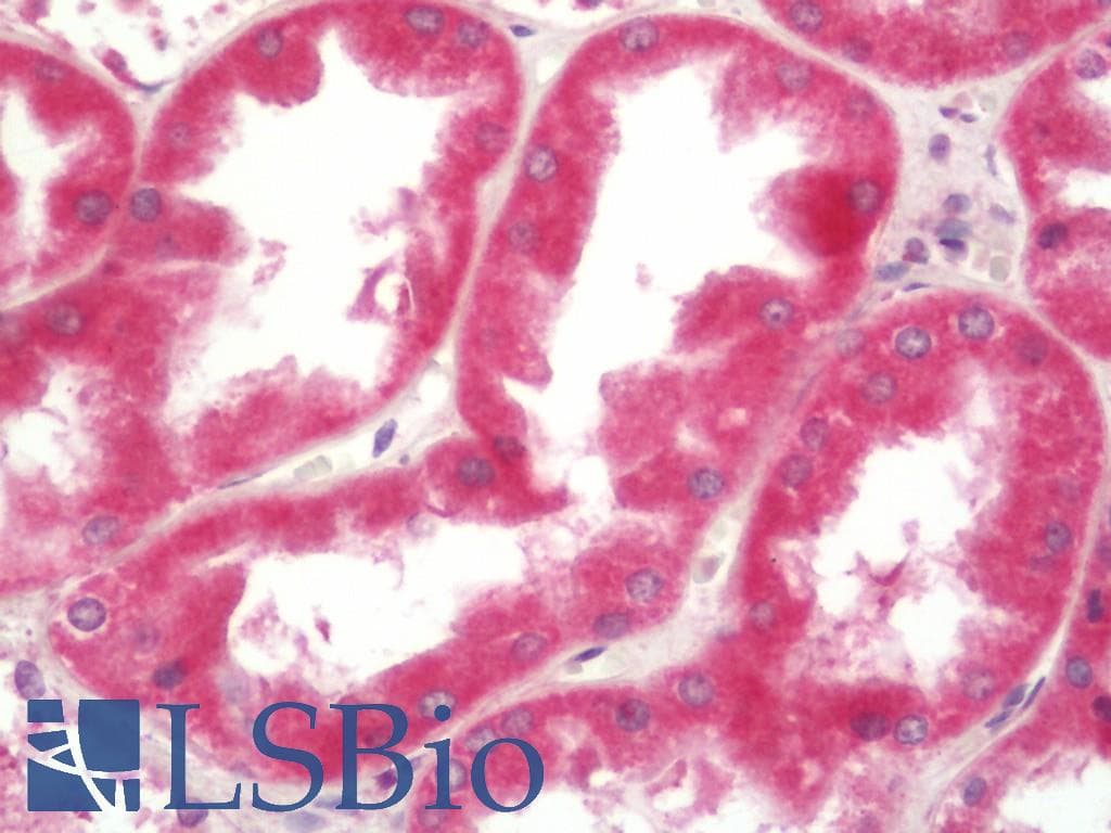 IHC-plus™ DTWD1 Antibody