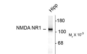 GRIN1 / NMDAR1 Antibody (aa1-564, clone R1JHL)