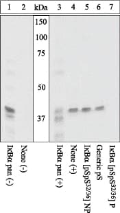 CHUK / IKKA / IKK Alpha Antibody (phospho-Ser32/Ser36)