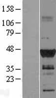 DMRT1 Protein (Over-Expression Lysate Myc-DDK (Flag))