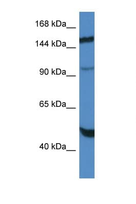 MYPN Antibody (aa972-1021)