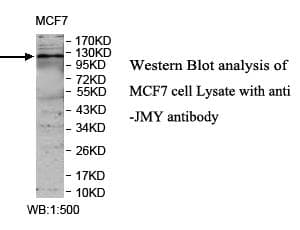 Polyclonal Rabbit anti-Human JMY Antibody (aa163-341, WB)