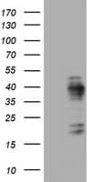 Monoclonal Rat anti-Human MKI67 / Ki67 Antibody (clone OTI9C3, IHC, WB)