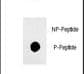 Polyclonal Rabbit anti-Human SOX2 Antibody (phospho-Ser249)