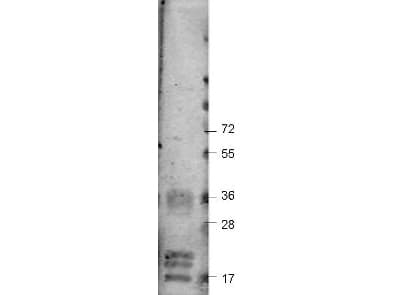 VEGFA / VEGF Antibody (Lyophilized)