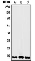 Polyclonal Rabbit anti-Human H2AFX / H2AX Antibody (C-Terminus, IHC, IF, WB)