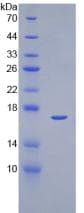 Human EGF Protein (Recombinant His)