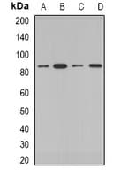 COG2 Antibody