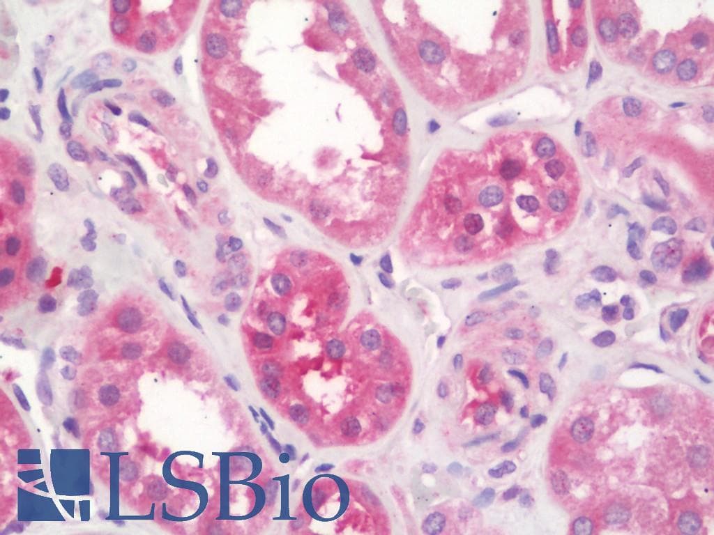 IHC-plus™ PSCA Antibody (aa41-90)