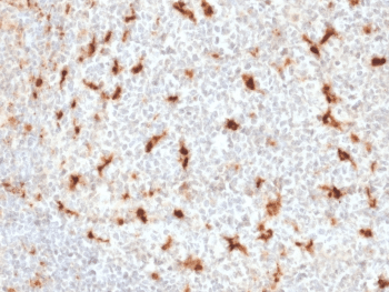 CD68 Antibody (clone LAMP4/1830)