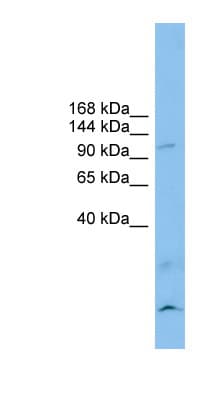 CLSTN3 Antibody (aa179-228)