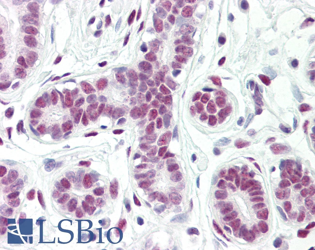IHC-plus™ CTBP1 / CTBP Antibody (aa388-437)