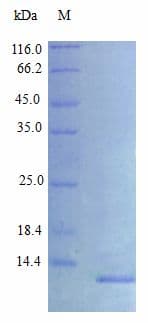 Rat CXCL10 / IP-10 Protein (Recombinant)