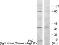 Polyclonal Rabbit anti-Human F7 / Factor VII Antibody (aa171-220, IHC, WB)