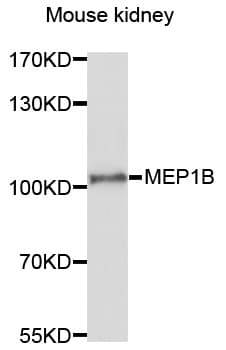 MEP1B Antibody