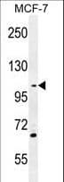 GAS2L2 Antibody (aa763-791)
