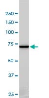 NEK11 Antibody (clone 4E1-1F4)