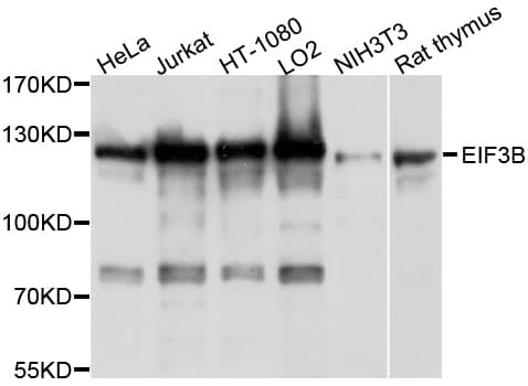 EIF3B Antibody