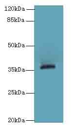 OR2L13 Antibody