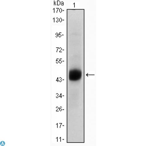 Monoclonal Mouse anti-Human FOXA2 Antibody (IHC, WB)