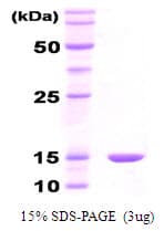 E. coli groS Protein (Recombinant)