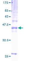 Human TSPAN31 Protein (Recombinant GST)
