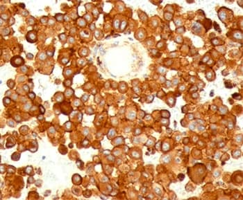 CD63 Antibody (clone MX-49.129.5, Ready-to-Use)