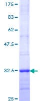 Human MTNR1A / Melatonin Receptor 1a Protein (Recombinant GST, N-terminus)