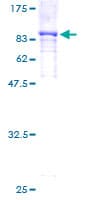 Human RPS6KA5 / MSK1 Protein (Recombinant GST)
