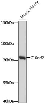 C10orf2 / PEO1 Antibody