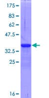 Human TNFRSF25 / DR3 Protein (Recombinant GST, N-terminus)