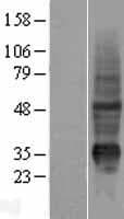 KRTAP10-7 Protein (Over-Expression Lysate Myc-DDK (Flag))