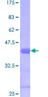 Human SUPT4H1 / SPT4 Protein (Recombinant GST)
