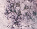 Polyclonal Rabbit anti-Rat SORT1 / Sortilin Antibody (N-Terminus, IHC, WB)