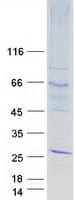 Human OR51E2 / PSGR Protein (Recombinant Myc-DDK (Flag))